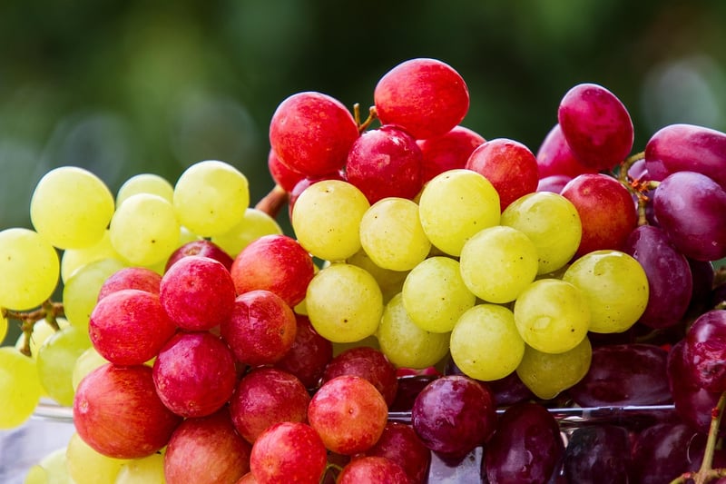 Grapes Vineyard